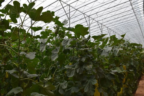 全市农产品质量安全暨食用农产品合格证推进现场会在桃园镇召开