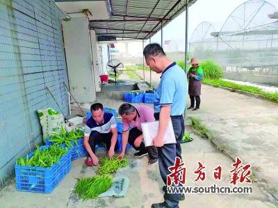 清远 清新开展食用农产品免费检测活动