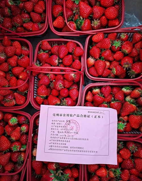 亳州食用农产品有了 身份证