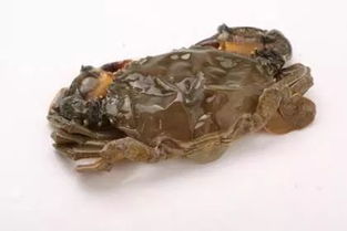 跑满百万步才出售的鸡 冬日可绽放的油菜花 今年浙江农博会有哪些新奇事物 攻略快收好