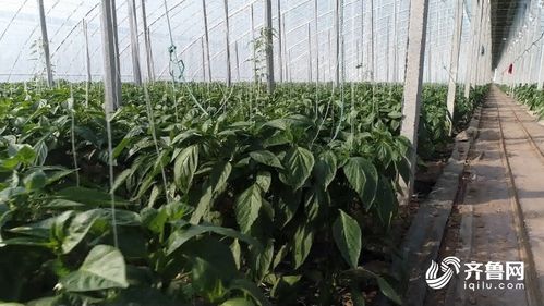 四大法宝驱动食用农产品零售业提档升级 潍坊“一关二检三追四升”机制的探索与实践